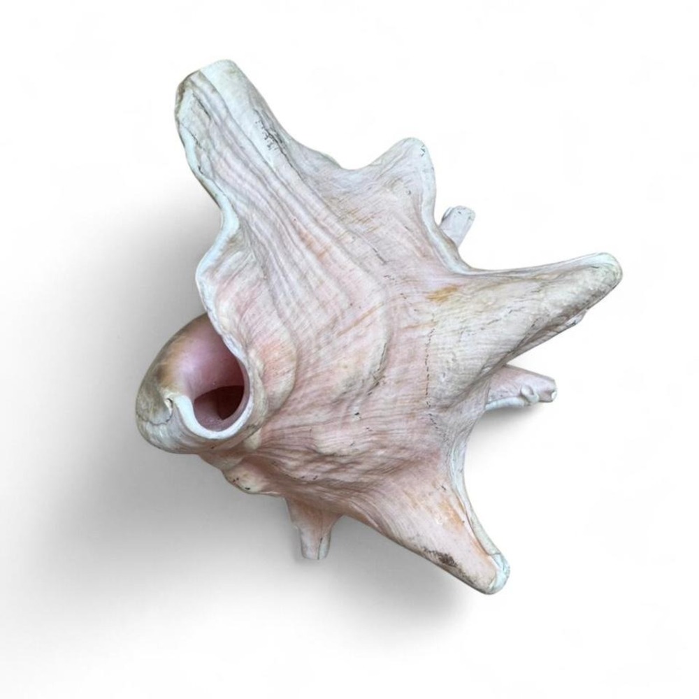 9" Pink Conch Shell Beautiful pink conch shell with a unique shape and texture - Picture 8 of 8